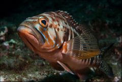 - Serranus atricauda -