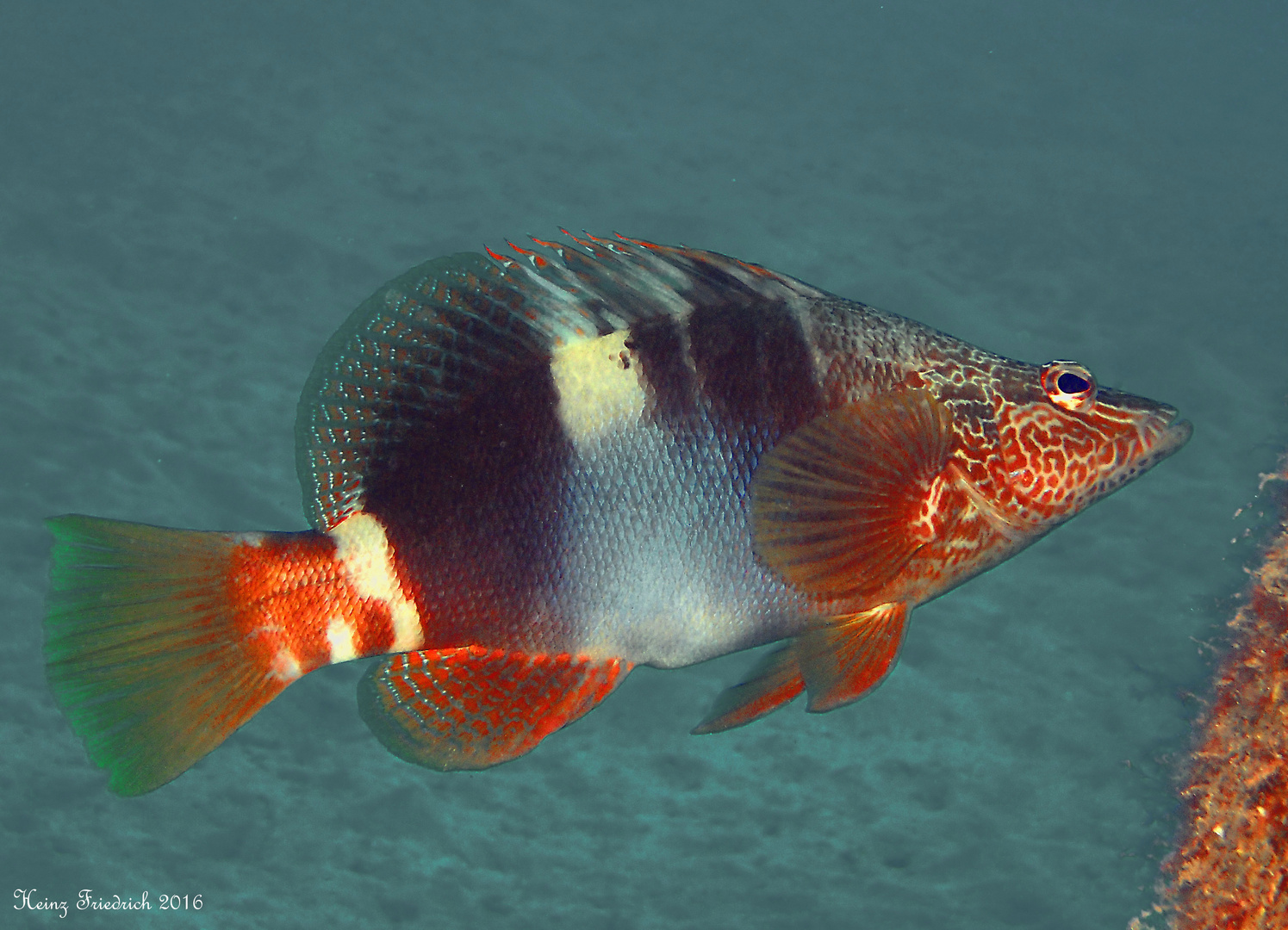 Serranus scriba Foto & Bild unterwasser, uwsalzwasser, naturkreativ