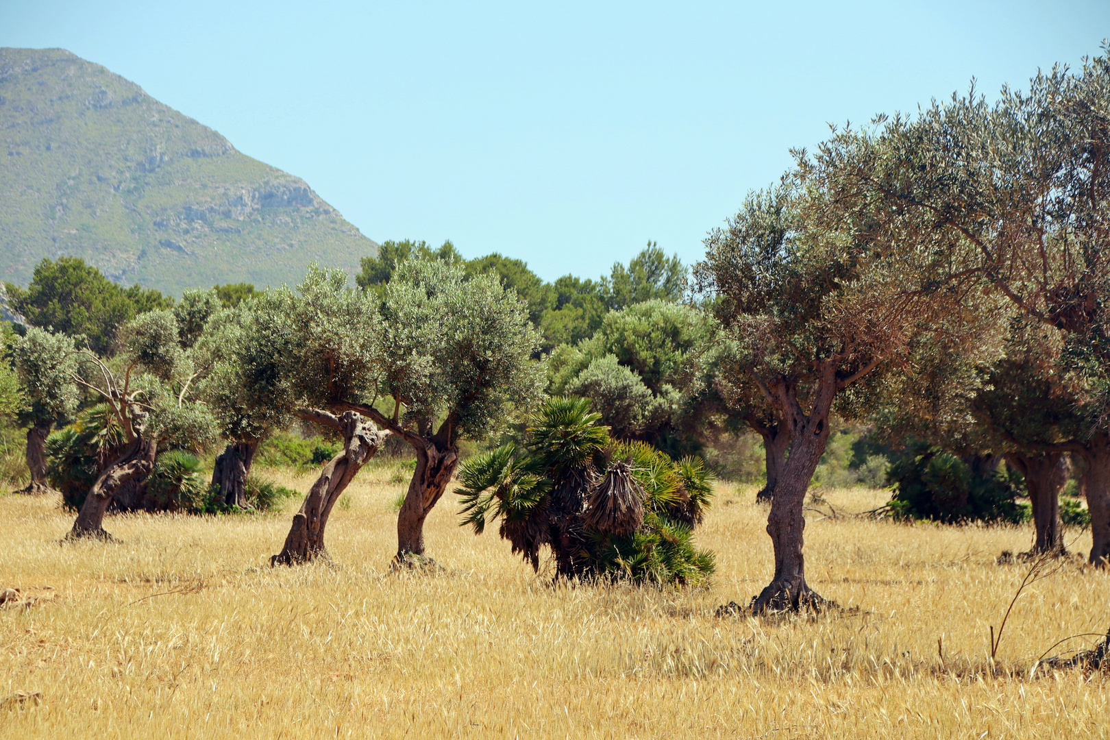 Serres de Llevant