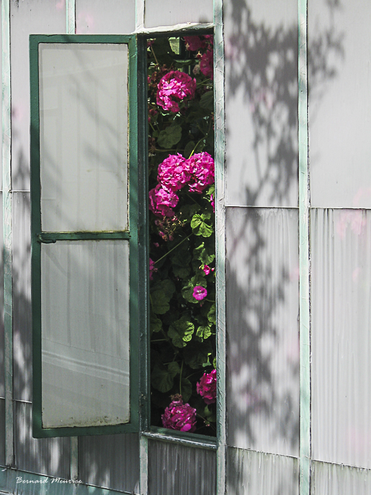 Serres royales de Laeken - côté coulisses