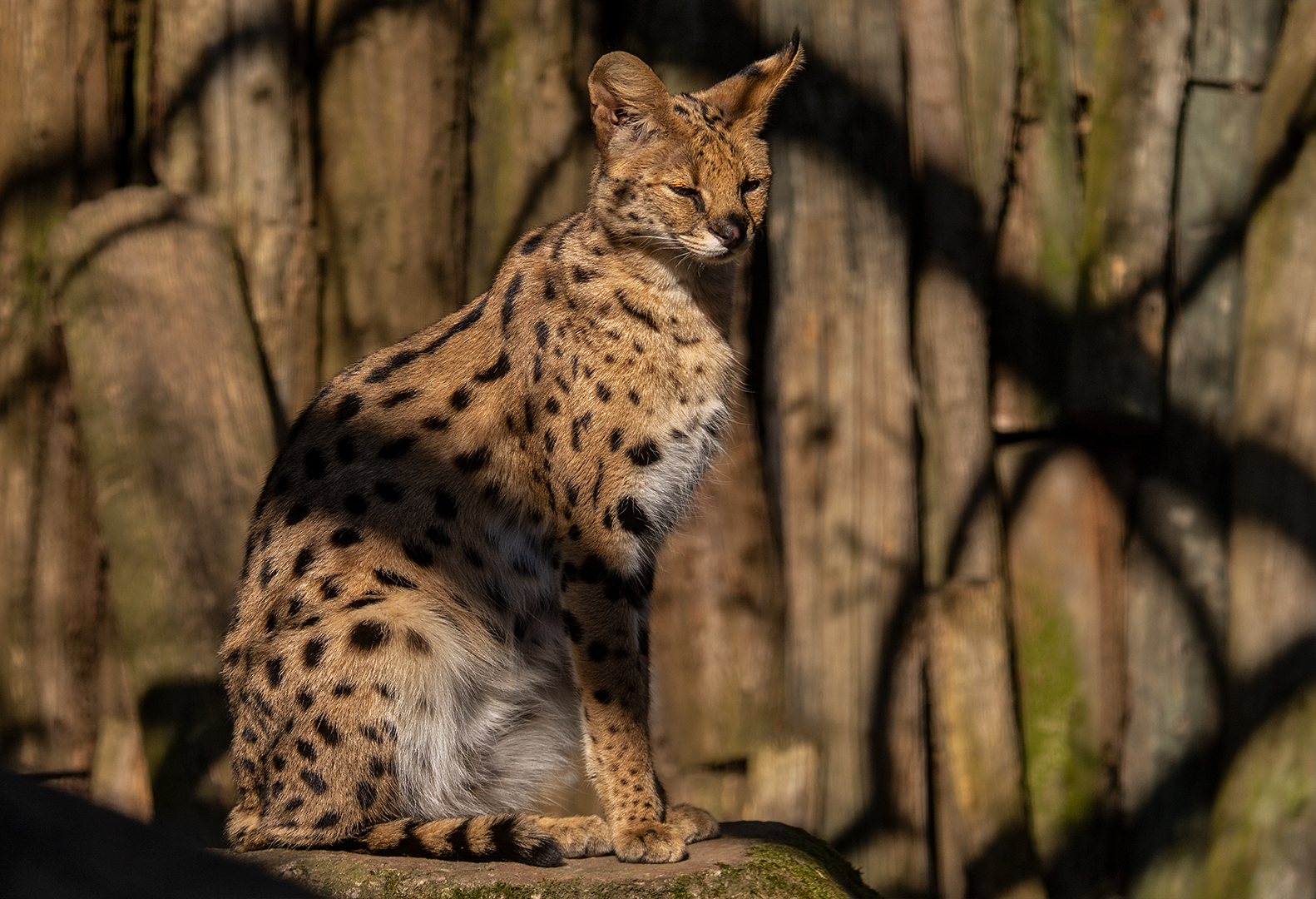 Serval 001 