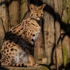 Serval 001 