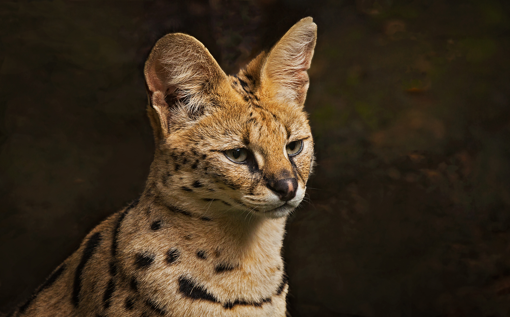 Serval 003