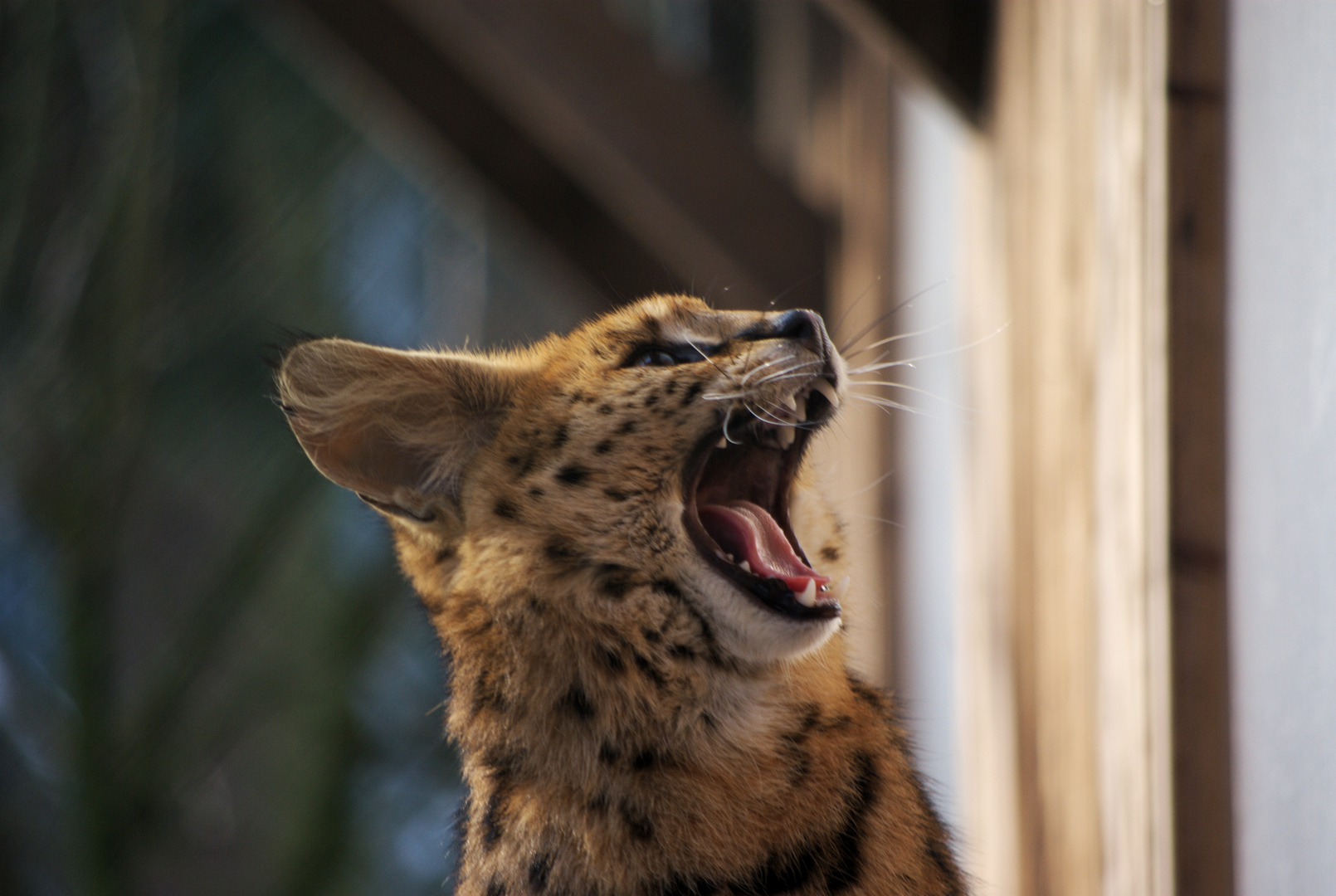 Serval