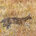 Serval 01, Massai Mara, 2021.08.03