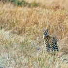 Serval 02, Massai Mara, 2021.08.03