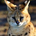 Serval