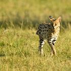 Serval