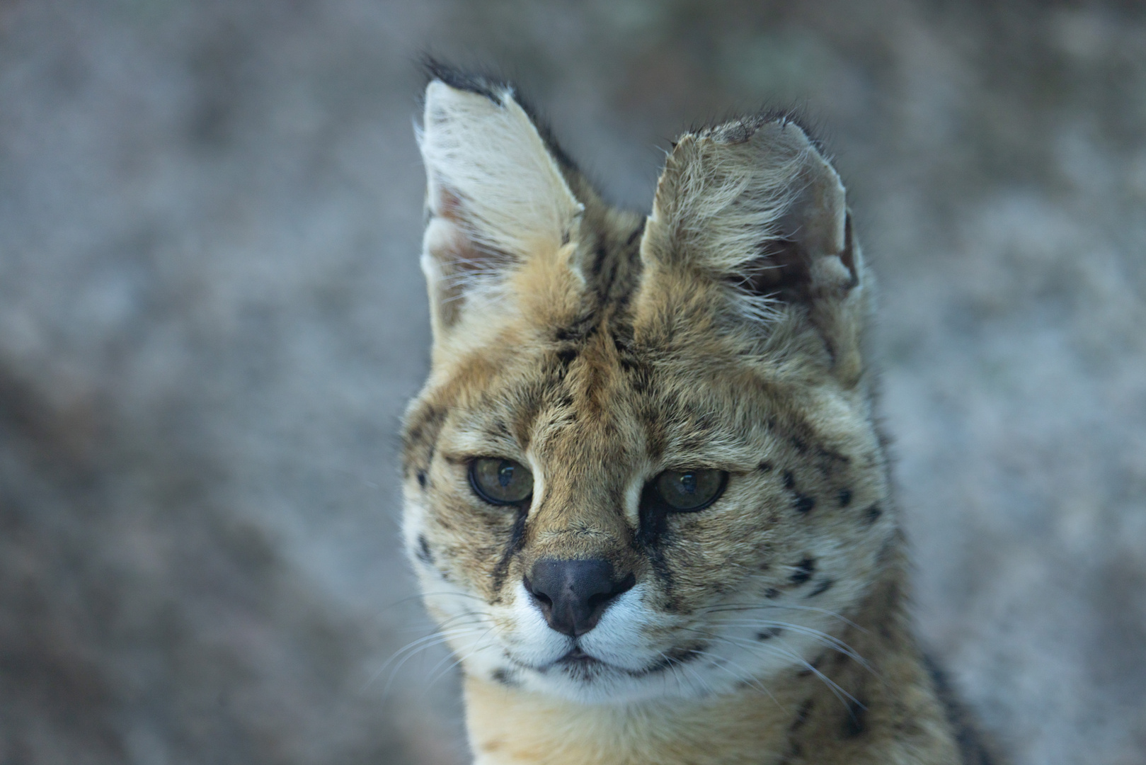 Serval