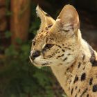 Serval