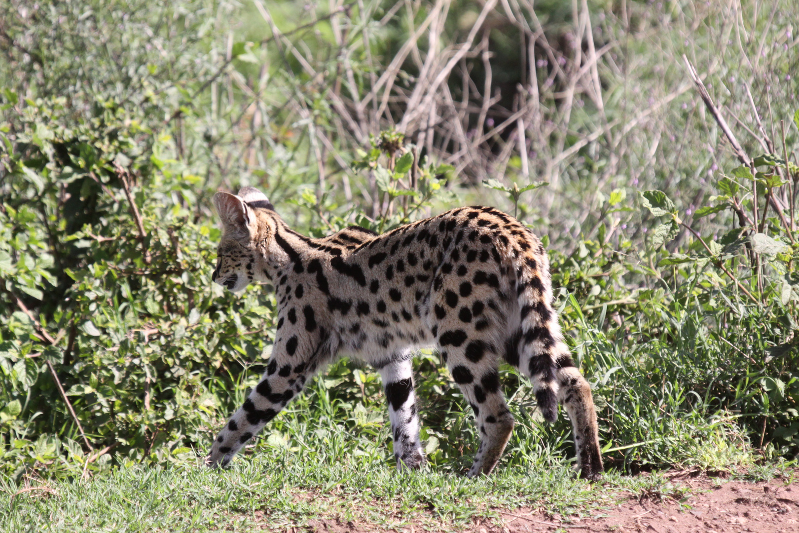 Serval