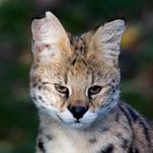 Serval