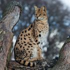 Serval