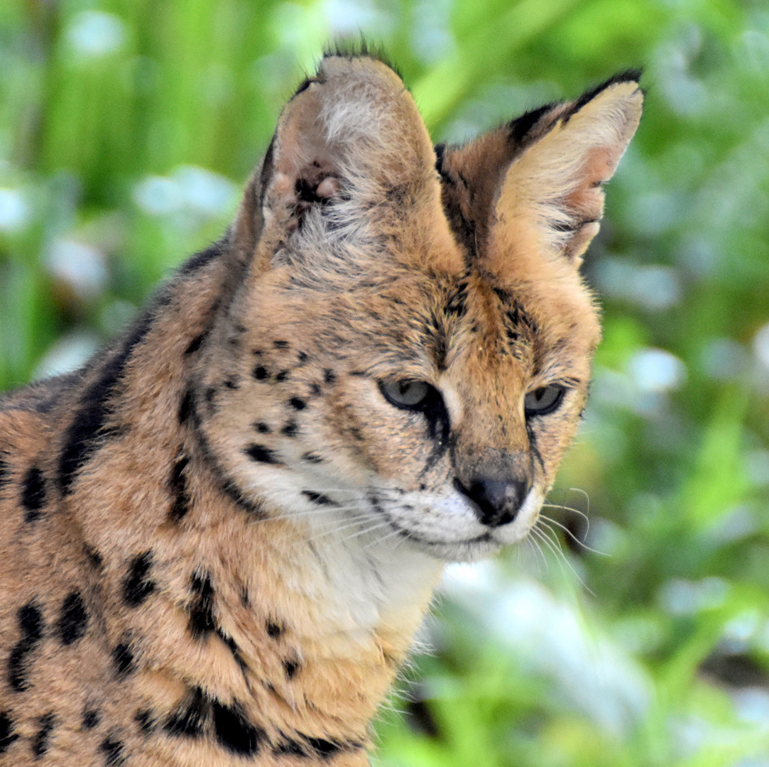 Serval