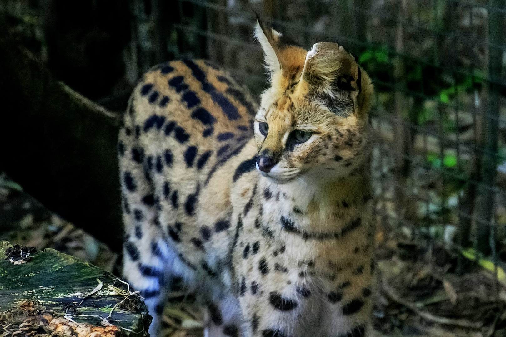 Serval