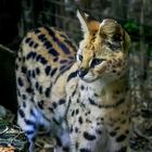 Serval