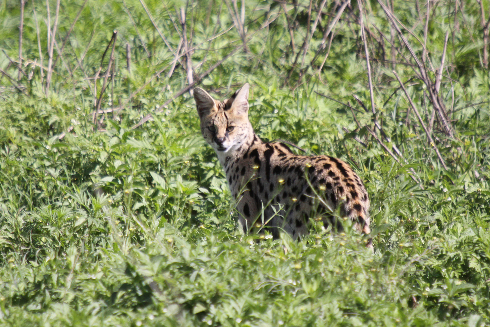 Serval (2)