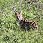 Serval (2)