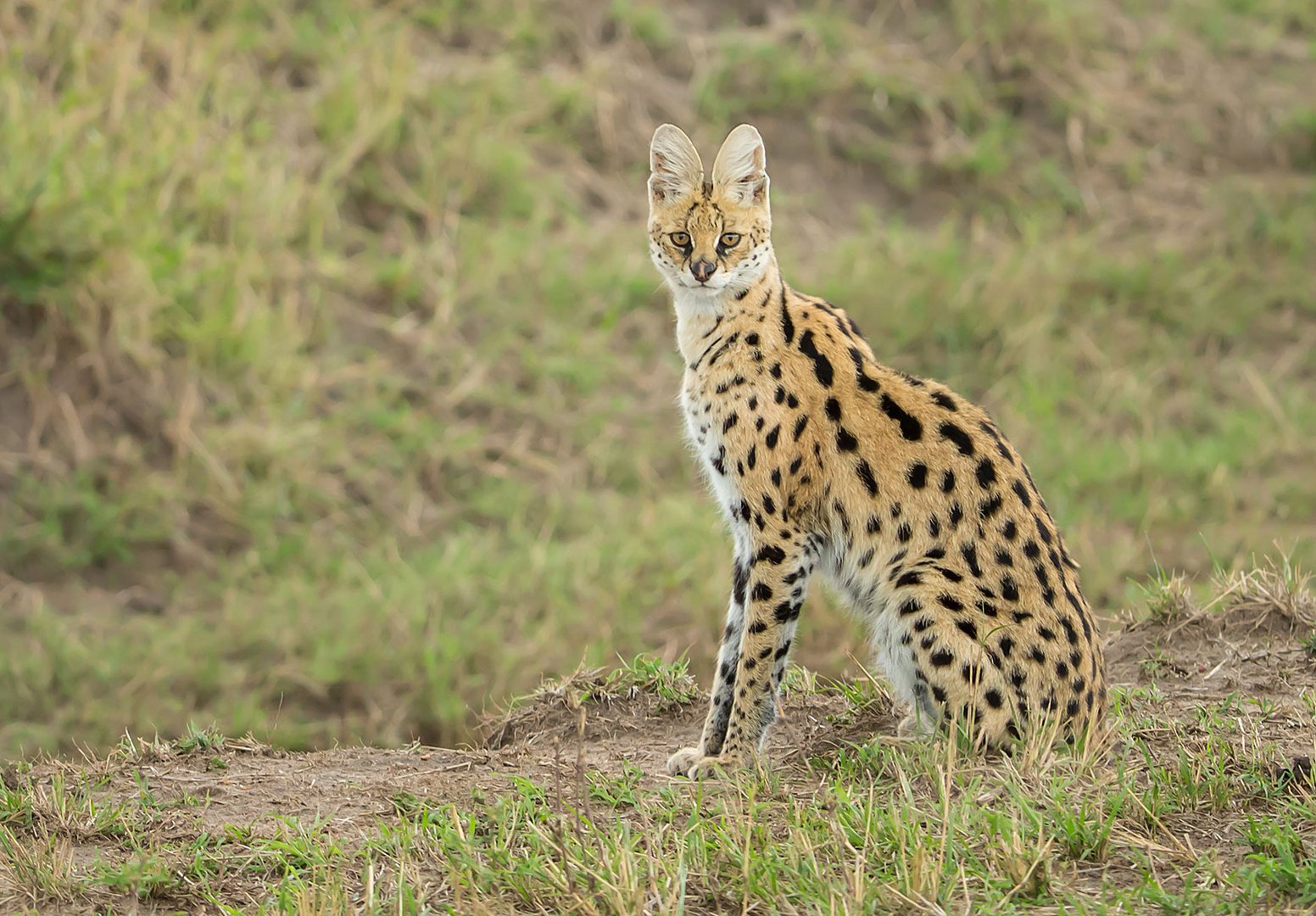 Serval