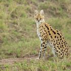 Serval