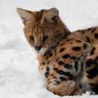 Serval