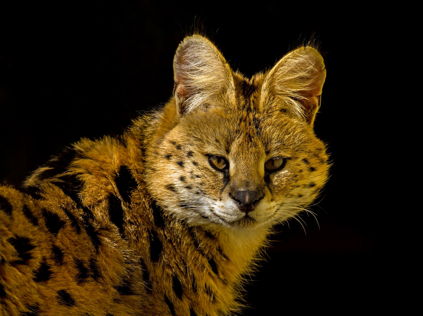 serval.......