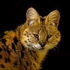 serval.......