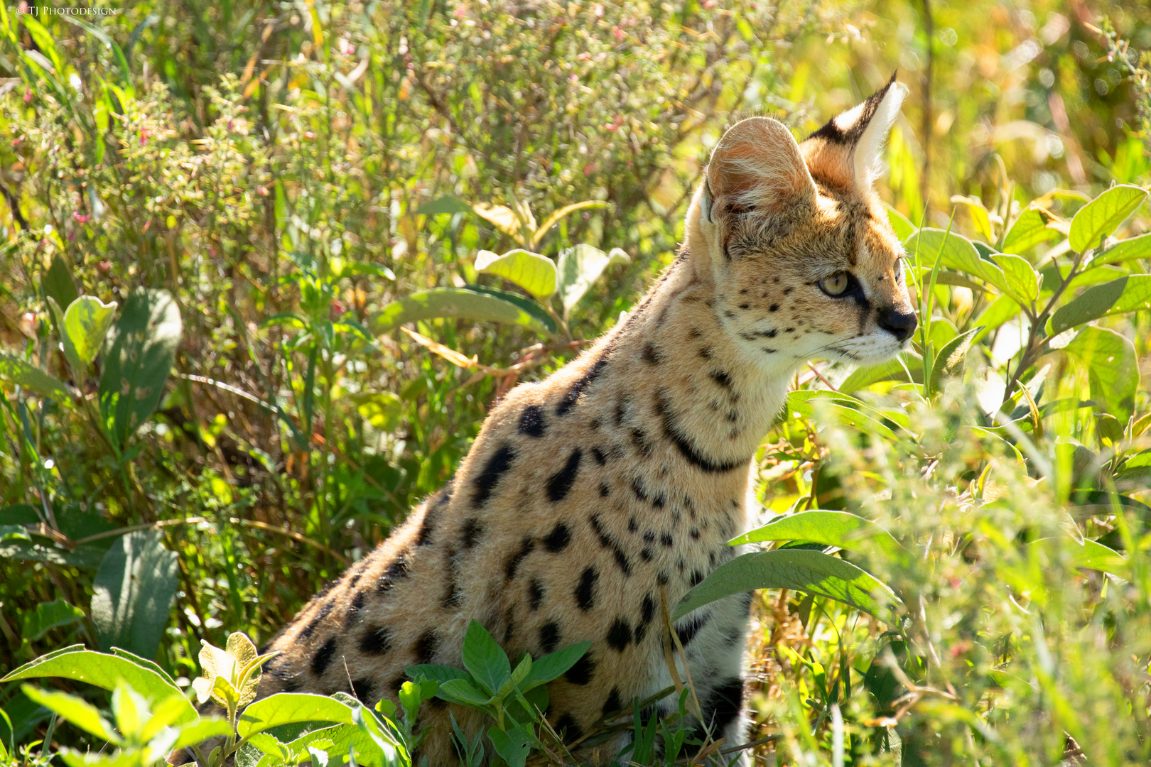 Serval 3