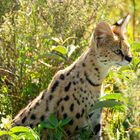 Serval 3