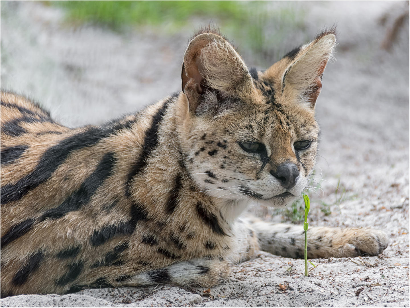 Serval