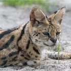 Serval