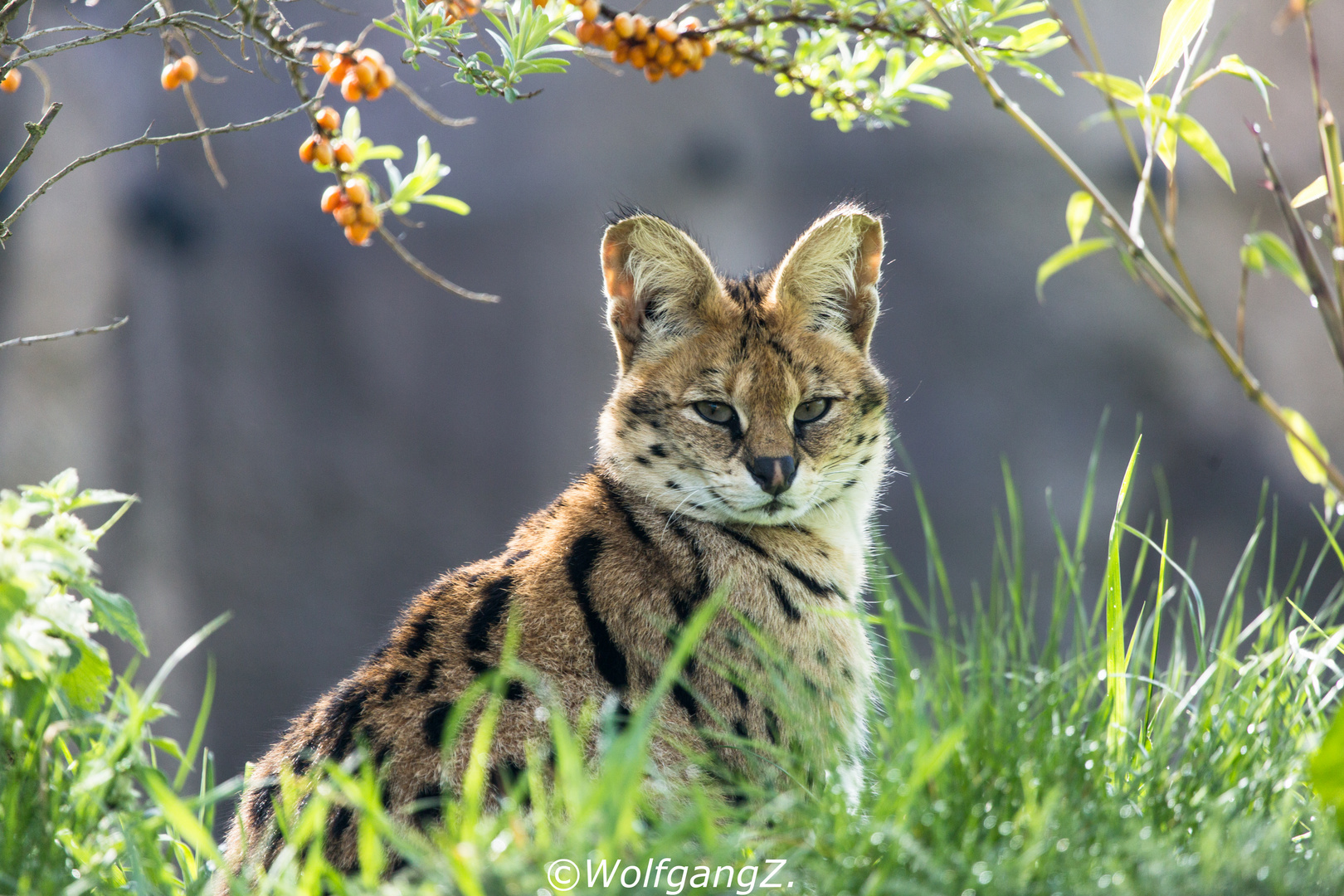 Serval