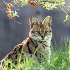 Serval