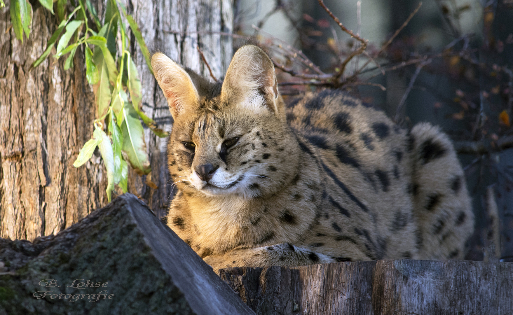 Serval