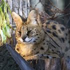 Serval