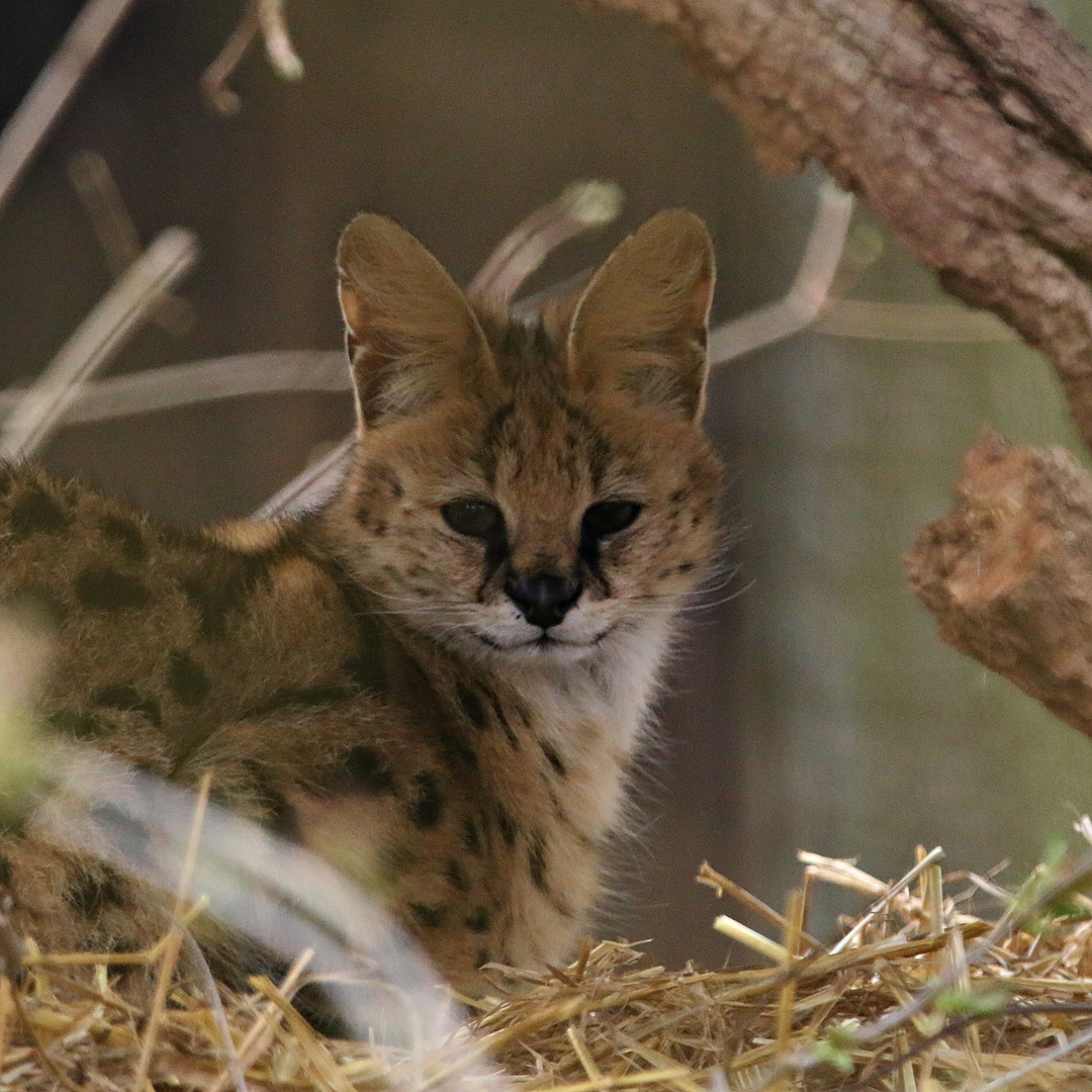 Serval