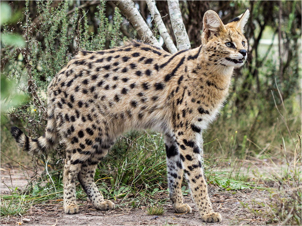 Serval