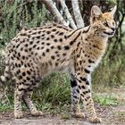 Serval