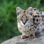 Serval