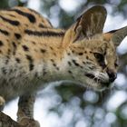 Serval