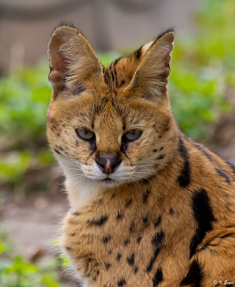 Serval