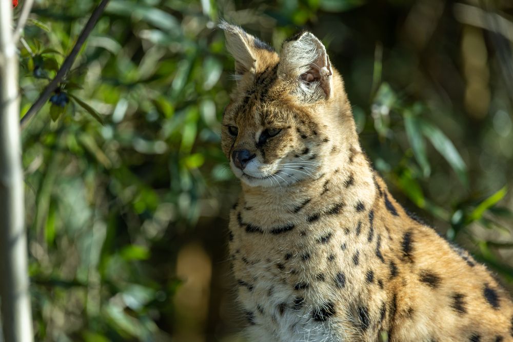Serval Foto & Bild natur, katzen, zoo Bilder auf