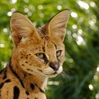 Serval