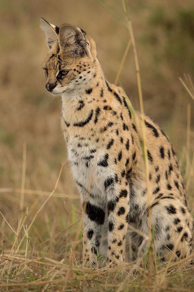 Serval