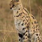 Serval