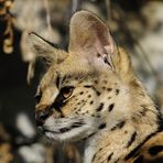 Serval