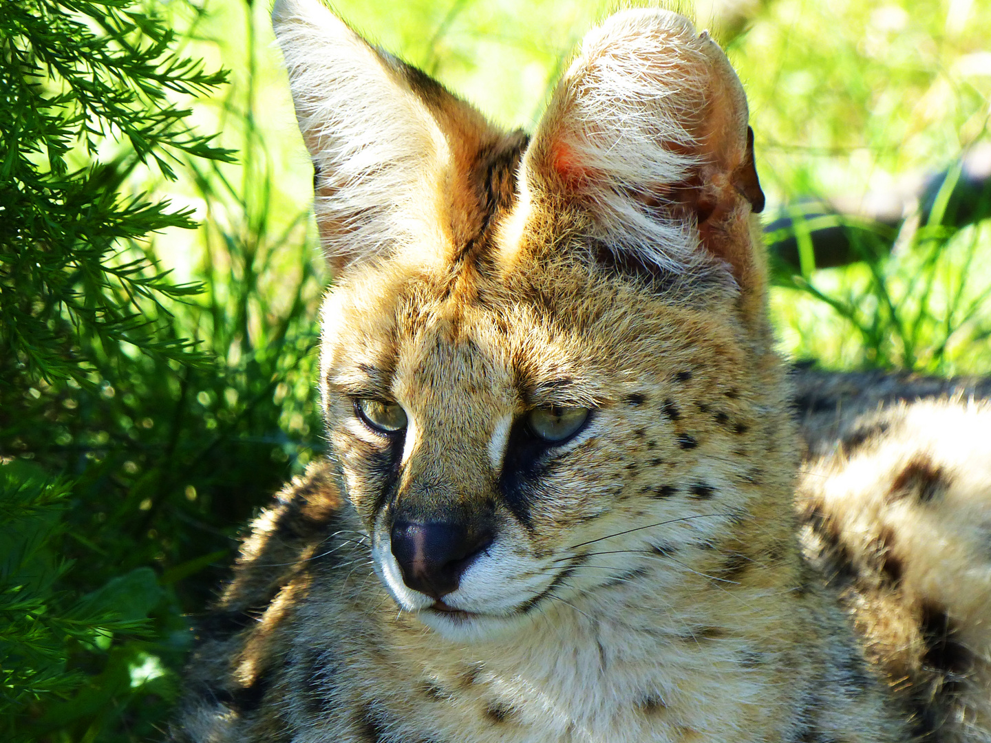 Serval