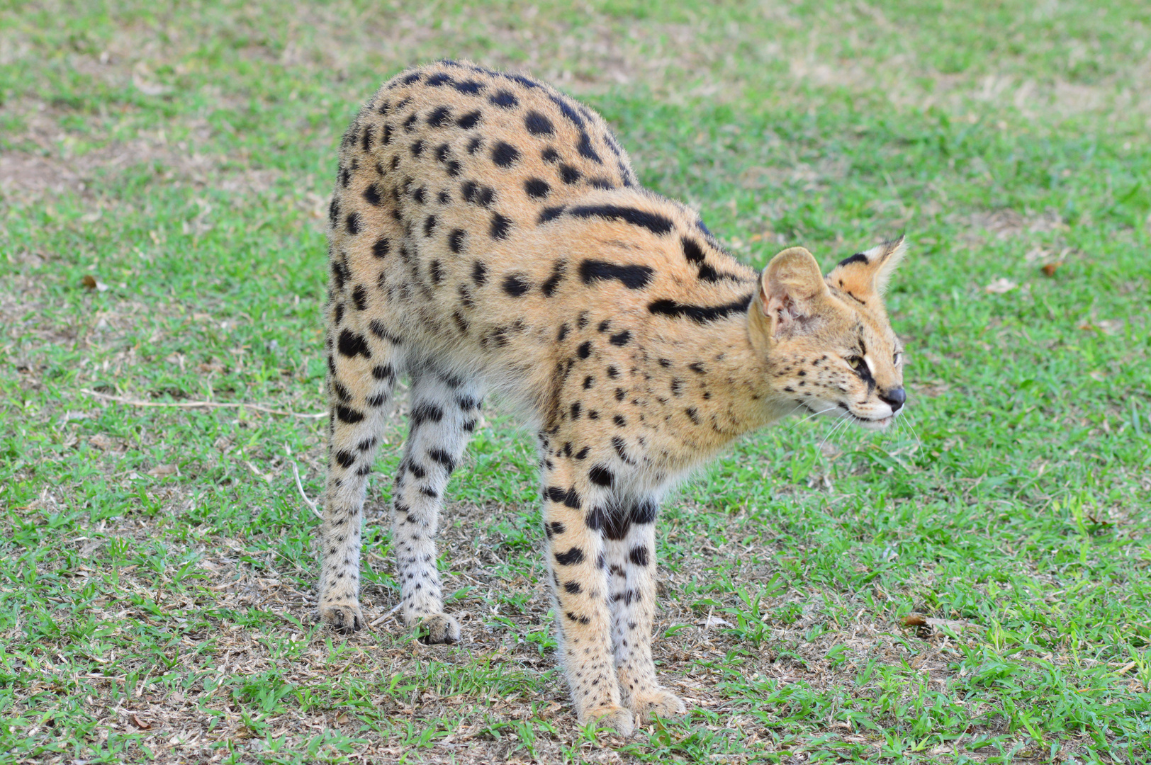 Serval