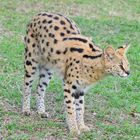 Serval