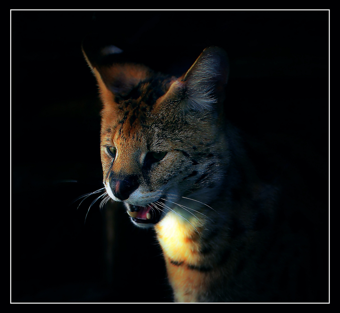 ***** Serval *****